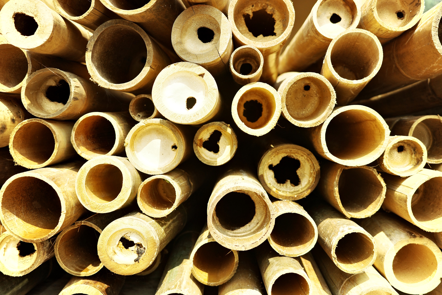 Semantan bamboo cross section showing culm diameter and wall thickness