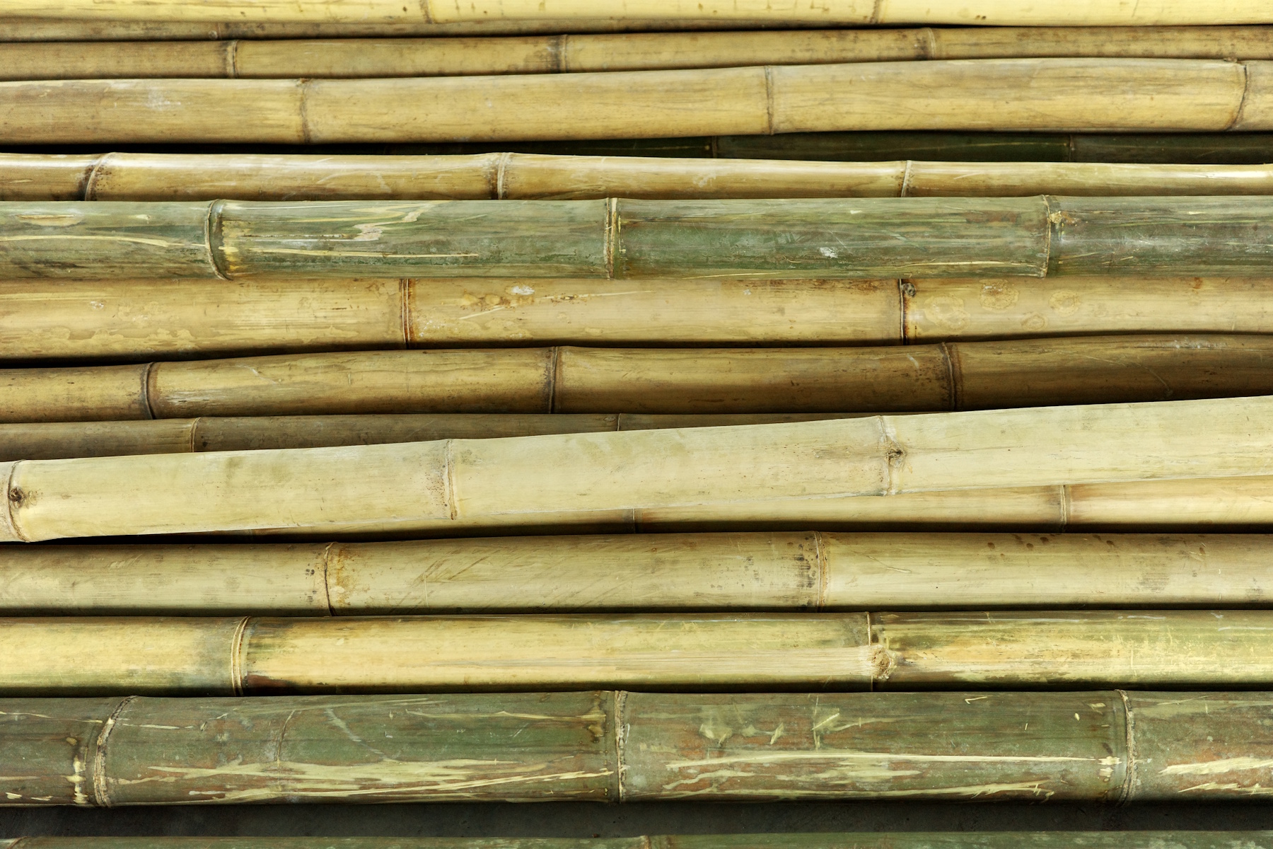 Side profile of Semantan bamboo culms